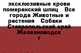 эксклюзивные крови-померанский шпиц - Все города Животные и растения » Собаки   . Ставропольский край,Железноводск г.